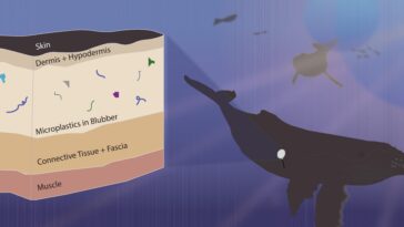 L'invasion silencieuse du plastique dans l'océan : les mammifères marins transportent désormais des microplastiques à l'intérieur