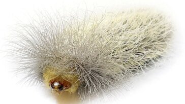 Megalopygidae Caterpillar