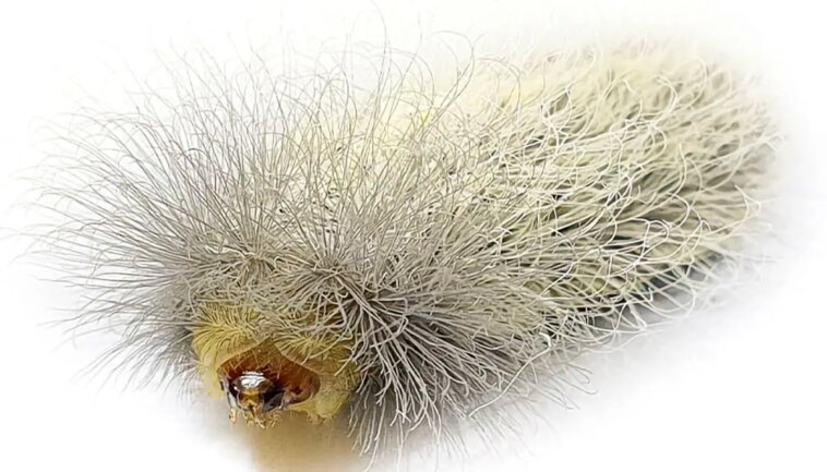 Megalopygidae Caterpillar