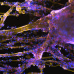 Percée des muscles cultivés en laboratoire : l'avenir de la médecine et de la viande Percée des muscles cultivés en laboratoire : l'avenir de la médecine et de la viande