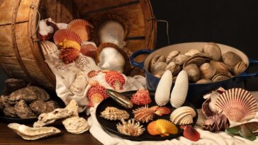 Plus de 800 espèces de coquillages exploitées par l’homme et leur remarquable résilience à l’extinction