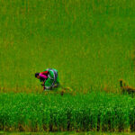 Politique intérieure, répercussions mondiales : la restriction des exportations de riz par l'Inde cc Ralf Kayser, modified, https://flickr.com/photos/ralky/7233284864/in/photolist-c2btA1-aC21QF-aC22C4-aC4EbQ-Zv4JZo-aC1XM4-aC4F85-aC1YPF-aC4ByU-KjJhfv-aC22PH-aC1Y8i-aC1ZDv-aC21Uz-aC1Xwx-aC22ek-aC22LK-aC4EGY-aC22aM-aC4DeG-aC21zc-7rZ92N-aC21FH-a5FEbo-aC1YXR-aC22uX-aC4BrQ-aC4BG3-aC4DHu-aC4AZw-aC1Zuk-HER6d1-7rZ9id-aC4Bvw-aC4BJW-Q1vUw4-aC217n-21u4ocJ-6N9HeV-6NcDkR-6Namfp-8WeYr2-6NjiCq-6NcukD-6NeRwL-2jJ3RTf-6Ngmts-6Nf5iv-6NgbP5-5hHPSN