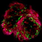 Potentiel de changement de jeu - Le nouveau modèle de petit cœur humain a des implications massives Fluorescent Heart