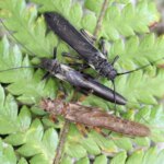 Three Appearances of Mimic, Non Mimic, and Original Stonefly