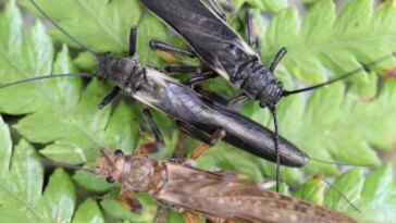 Three Appearances of Mimic, Non Mimic, and Original Stonefly