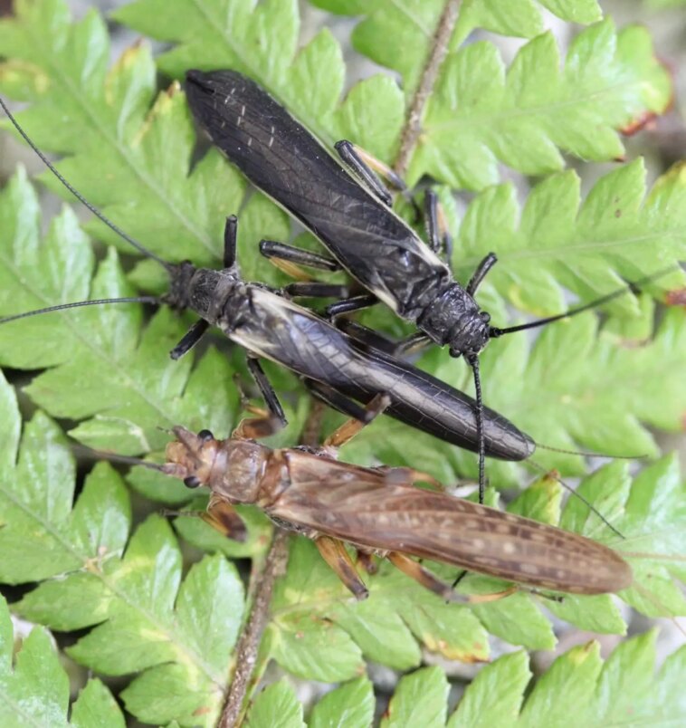 Three Appearances of Mimic, Non Mimic, and Original Stonefly