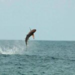 Requins près du port spatial de Floride de la NASA : 7 faits fascinants Blacktip Sharks Cape Canaveral