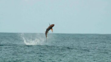 Blacktip Sharks Cape Canaveral