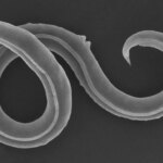 Réveiller l'ancien : un nématode vieux de 46 000 ans réanimé à partir du pergélisol sibérien Panagrolaimus kolymaensis Roundworm