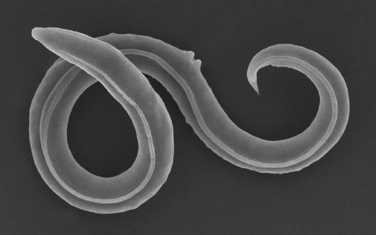 Réveiller l'ancien : un nématode vieux de 46 000 ans réanimé à partir du pergélisol sibérien Panagrolaimus kolymaensis Roundworm