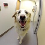 Sniffing Out COVID-19 : comment les chiens odorants surpassent les méthodes de test modernes Dog at Doctor