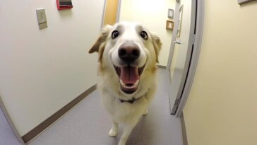 Dog at Doctor