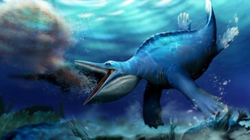 Un fossile chinois remarquable révèle des reptiles utilisant un filtre semblable à une baleine se nourrissant il y a 250 millions d'années
