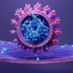 Une connexion avec le sucre : comment la souche originale du SRAS-CoV-2 a pu se transmettre aux humains SARS-CoV-2 Infects Human Cell