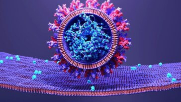 SARS-CoV-2 Infects Human Cell