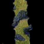 Une plante aquatique obscure dévoile le secret de la croissance des plantes Arabidopsis Stem With Weakened Cell Adhesion