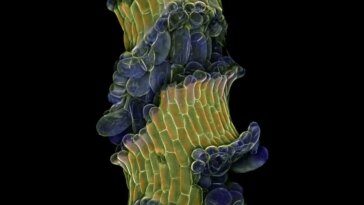 Arabidopsis Stem With Weakened Cell Adhesion