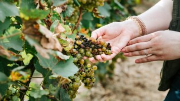 Vine Vision : la technologie aéroportée de la NASA détecte la maladie furtive de la vigne