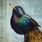 European Starling Illustration