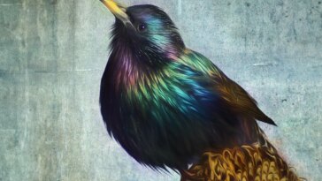European Starling Illustration