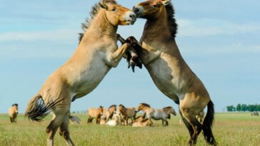 Harem Stallions