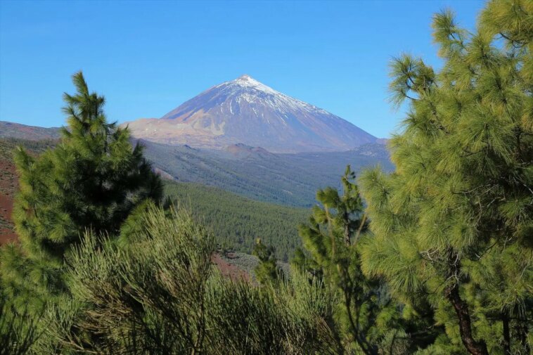 « Contre toute attente » – Les mondes végétaux isolés de Tenerife remettent en question les normes évolutives Pico del Teide
