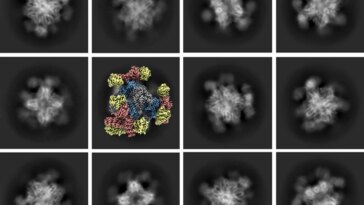 Cryo-EM 2.0 : l'avancée révolutionnaire de l'UCLA dans le domaine de la technologie d'imagerie lauréate du prix Nobel