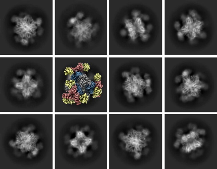 Cryo-EM 2.0 : l'avancée révolutionnaire de l'UCLA dans le domaine de la technologie d'imagerie lauréate du prix Nobel