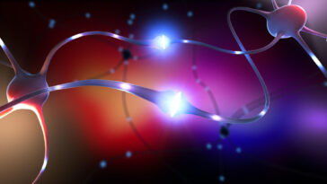 Brain Neuron Synapse