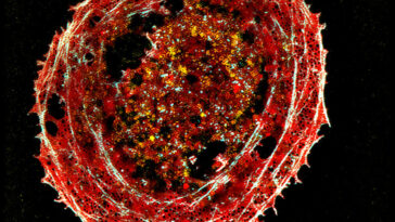 Fluorescence Microscope