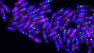 Fission Yeast Cells