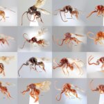 Des scientifiques découvrent 16 nouvelles espèces étranges de guêpes parasitoïdes au Vietnam Des scientifiques découvrent 16 nouvelles espèces étranges de guêpes parasitoïdes au Vietnam
