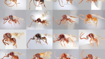 Des scientifiques découvrent 16 nouvelles espèces étranges de guêpes parasitoïdes au Vietnam