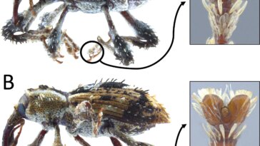 Des scientifiques découvrent de nouvelles espèces de charançons dans les forêts subtropicales vierges du Japon