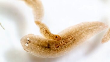 Planarian Worms
