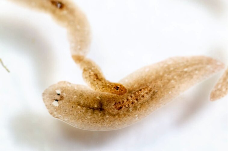 Des vers dotés d'un super pouvoir – Des scientifiques de Stanford dévoilent les secrets de la régénération Planarian Worms