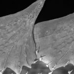 Evolution de l'armure des vertébrés : comment les poissons ont fait évoluer leurs écailles osseuses protectrices Sterlet Sturgeon Dorsal Scutes