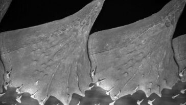Sterlet Sturgeon Dorsal Scutes