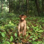 «Ils étaient partout» – L’explosion des populations de singes et de porcs présente un risque de maladie humaine