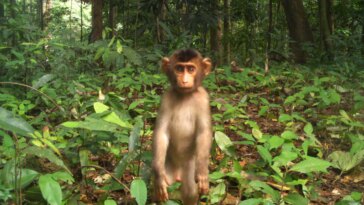«Ils étaient partout» – L’explosion des populations de singes et de porcs présente un risque de maladie humaine