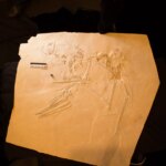 « Incroyable » – Des scientifiques identifient une nouvelle espèce unique de ptérosaure