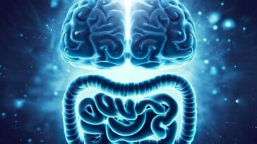 Brain Gut Connection Illustration