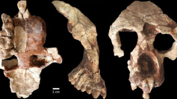Anadoluvius turkae