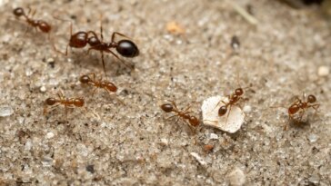 Red Fire Ants