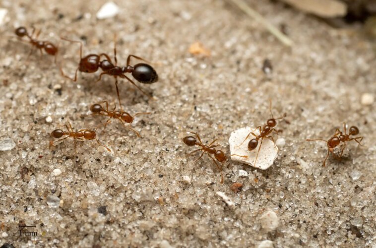 Red Fire Ants