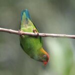 La question sans réponse de Darwin : percer les secrets de l'abondance des espèces