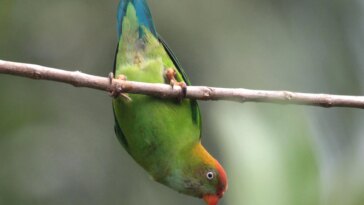 La question sans réponse de Darwin : percer les secrets de l'abondance des espèces