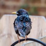 European Starling Fence