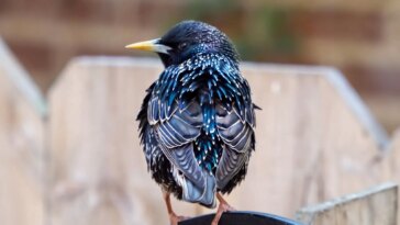 European Starling Fence
