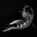 Amphipode Themisto libellula